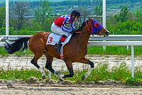 De finish van de paardenrace.