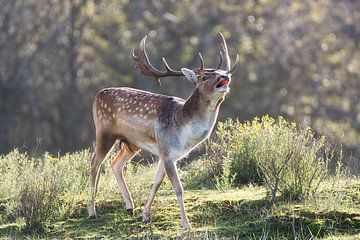 Fallow deer in rut by WeVaFotografie