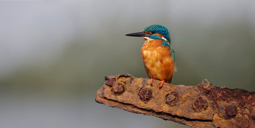 Kingfisher - Industrielle Umgebung von Eisvogel.land - Corné van Oosterhout