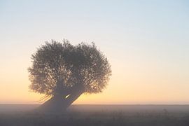 Saule argenté sur Sven-Erik Arndt