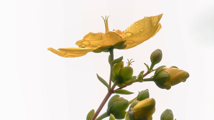 Nach dem Sommerregenschauer von Jan van der Knaap