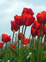 Tulpen