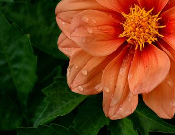 A flower in the garden after the rain by Claude Laprise
