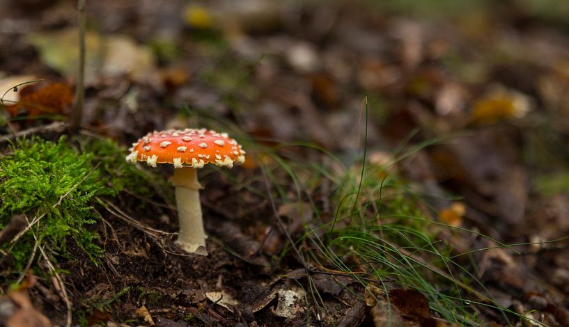 rouge agaric moucheté avec des points blancs sur le veluwe par ChrisWillemsen