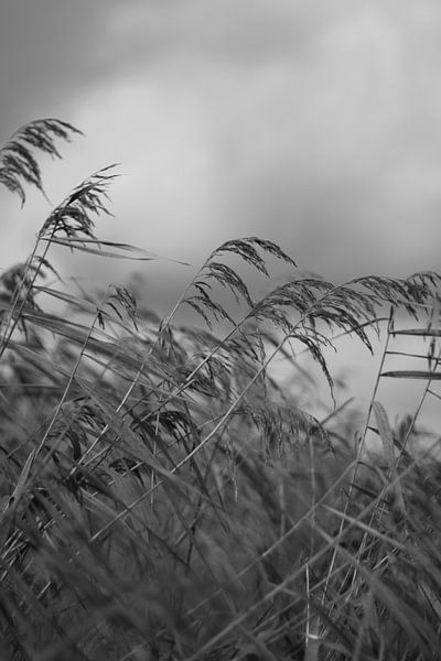 Reed in the wind by Ruud Wijnands