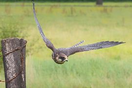 Rotfußfalke fliegt vom Mast weg von Petra Vastenburg