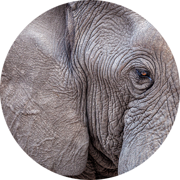 Afrikaanse olifant van Tilo Grellmann