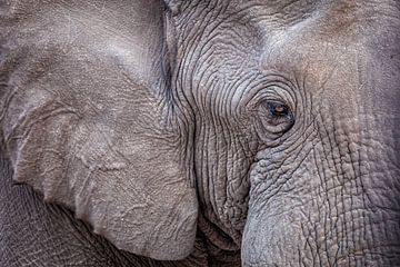 L'éléphant d'Afrique