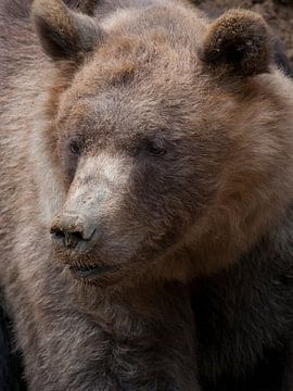 Braunbär : Tierpark Amersfoort von Loek Lobel