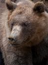 Brown Bear : Animal Park Amersfoort by Loek Lobel thumbnail