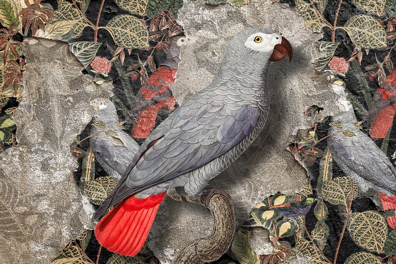 Grey Parrot by Marja van den Hurk