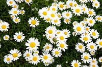 Gänseblümchen