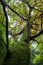 Oude groene eik in het Ketelwoud van SPIRIT OF NATURE by Chris Lindhout
