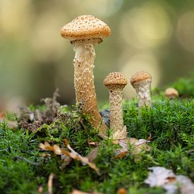 Trio van paddenstoelen van Maaike Munniksma