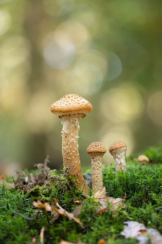 Trio van paddenstoelen van Maaike Munniksma