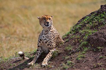 Cheetah houdt de wacht van Peter Michel