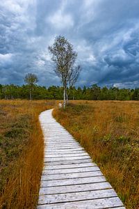 Wurzacher Ried im Herbst