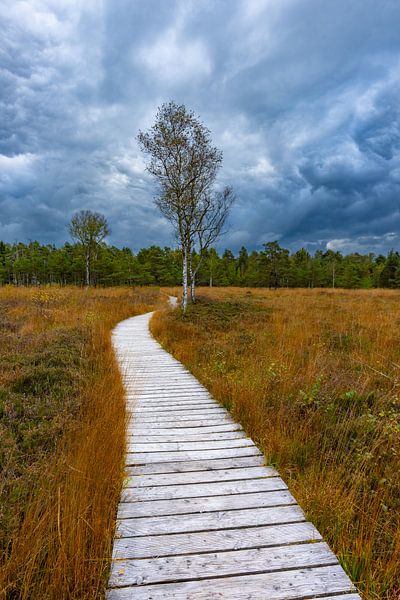 Wurzacher Ried im Herbst von Walter G. Allgöwer