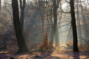 Zonnestralen in een bevroren bos op de Veluwe