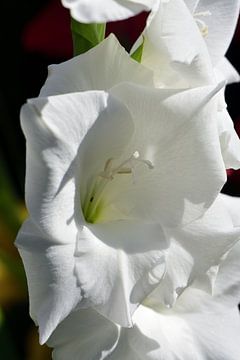 Een witte bloem van een Gladiool van Gerard de Zwaan