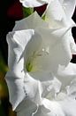 Een witte bloem van een Gladiool van Gerard de Zwaan thumbnail