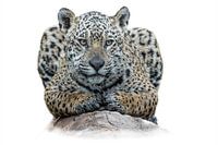 Jaguar - High Key - Pantanal - Brazil
