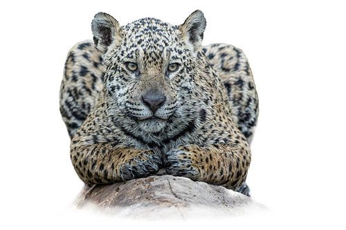Jaguar - High Key - Pantanal - Brazilië