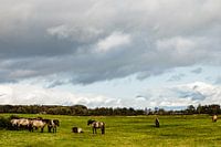 Konik horses in the wild