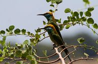 Bee-eaters van René Meester thumbnail