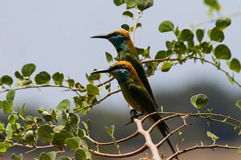 Bee-eaters