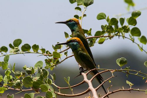 Bee-eaters
