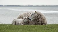 Schaap met lam van Michiel Wijnbergh thumbnail