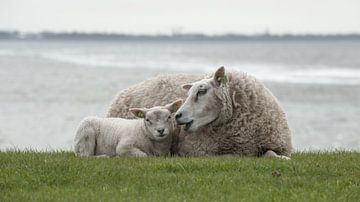 Schaap met lam van Michiel Wijnbergh