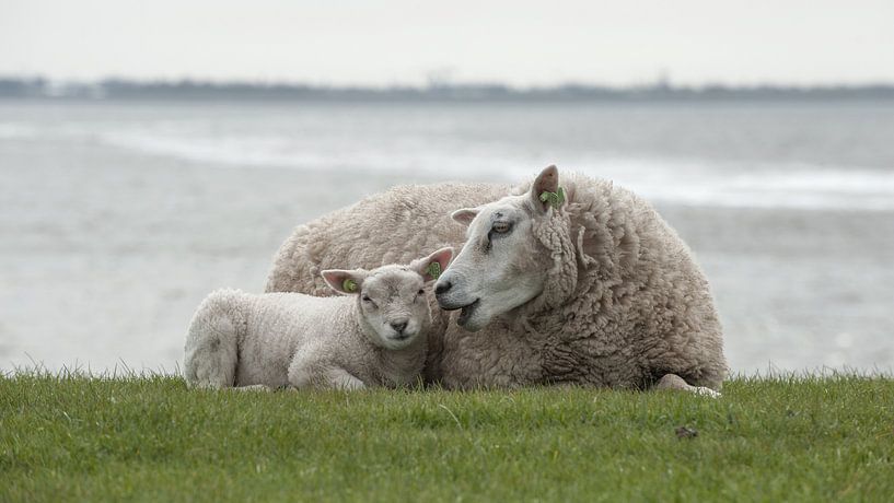 Schaap met lam van Michiel Wijnbergh