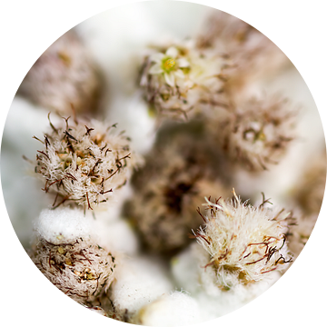 Edelweiss - macrofotografie van Qeimoy