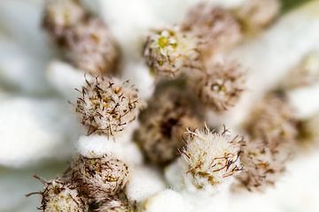 Edelweiss - macrophotographie sur Qeimoy