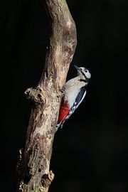 Pied Woodpecker in black by Ruud Lauritsen