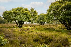 Landschaft bei Hilversum Laren. Sommer. Heidelandschaft.