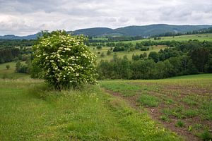 Rothaargebirge, Sauerland, Deutschland