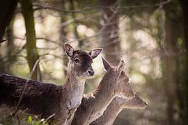 Drei Hirsche von Janine Bekker Photography