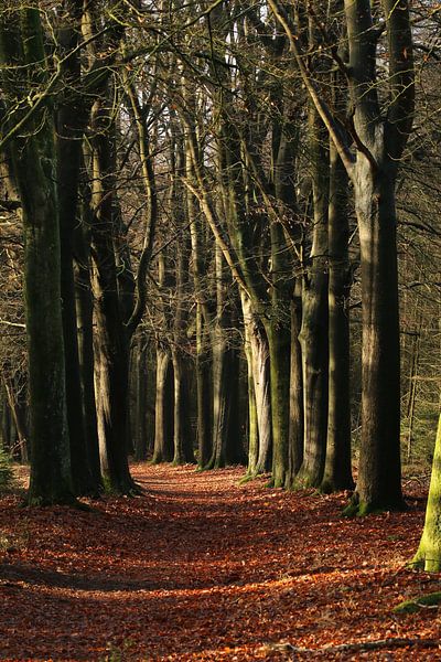 Beech avenue at Beetsterzwaag by Pim van der Horst