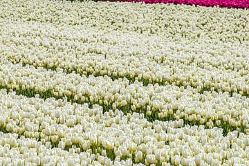 Tulpen  van Hans Tijssen