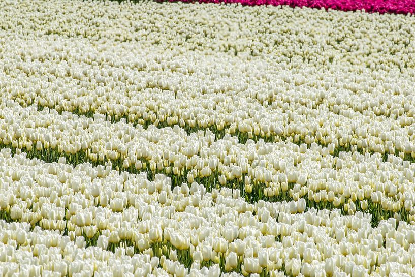 Tulpen  von Hans Tijssen