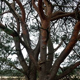 Stems of a Scots pine in colour by Gerard de Zwaan
