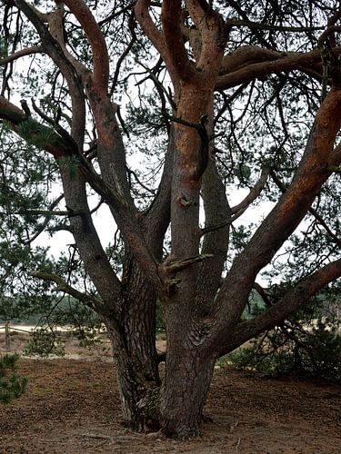 Stämme einer Waldkiefer in Farbe von Gerard de Zwaan