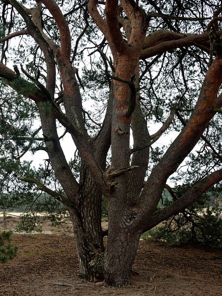 Stems of a Scots pine in colour by Gerard de Zwaan
