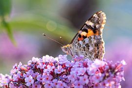 Bezaubernder Frühling mit zartem Schmetterling als entspannender Wandschmuck in Deinem Zuhause! von Your Happy Life
