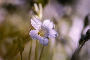 cerastium sur Tania Perneel