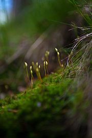 Tender sprouts by t.ART