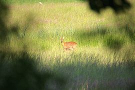 Ree with Calf by John de Vent